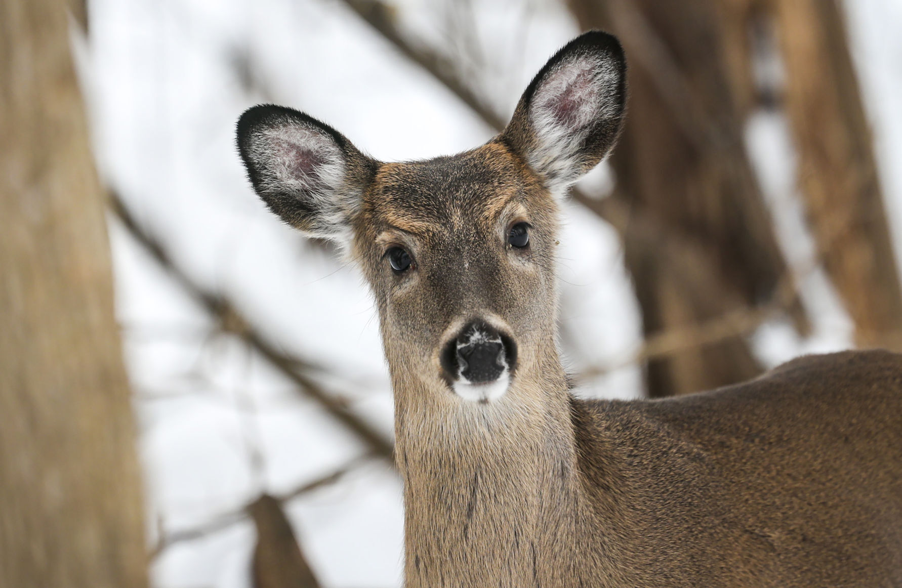 012319-qct-qca-deerhunt-012